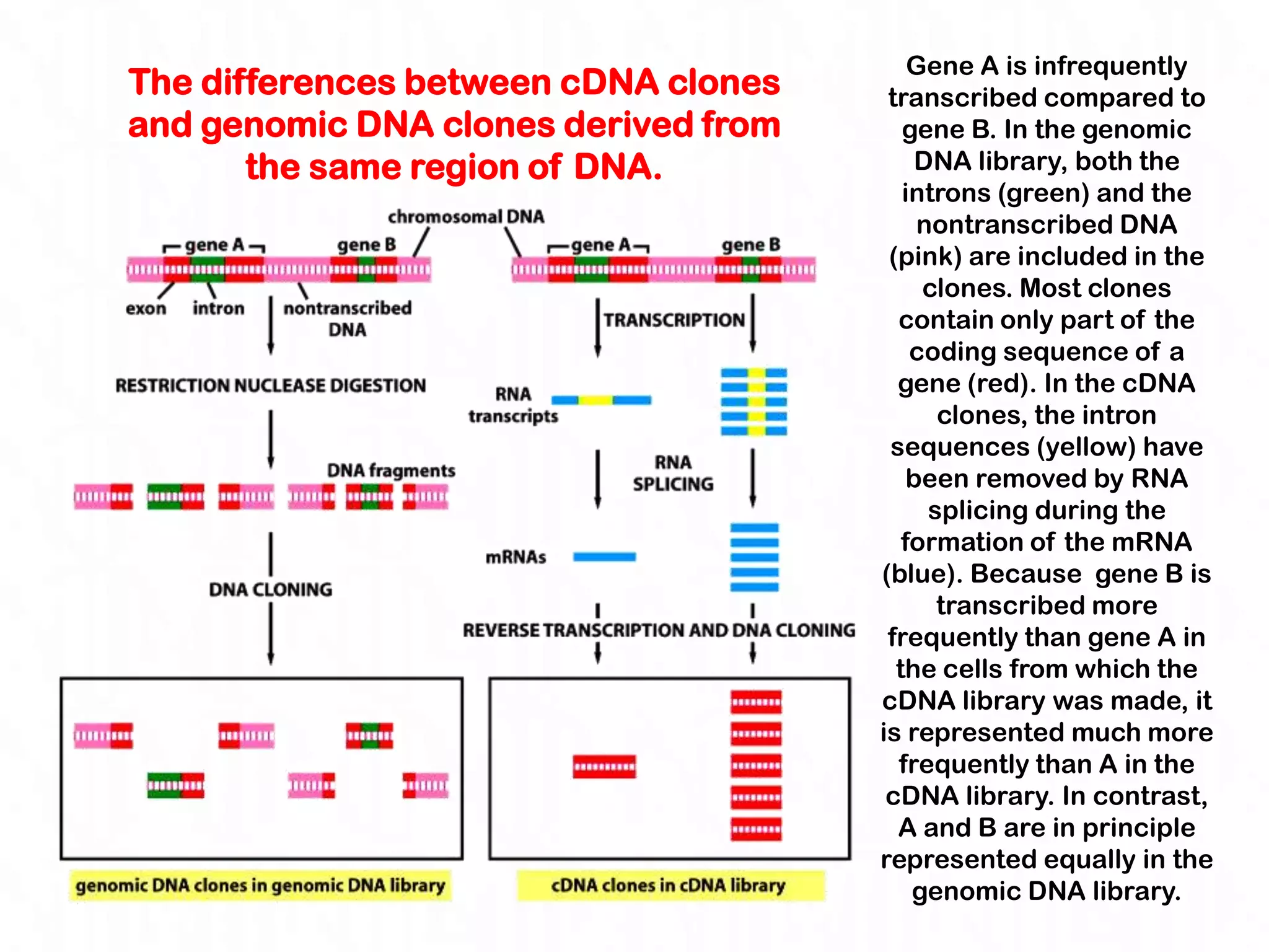 Gene A is infrequently
The differences between cDNA clones    transcribed compared to
and genomic DNA clones derived from      gene B. In the genomic
       the same region of DNA.            DNA library, both the
                                         introns (green) and the
                                           nontranscribed DNA
                                       (pink) are included in the
                                           clones. Most clones
                                        contain only part of the
                                          coding sequence of a
                                        gene (red). In the cDNA
                                             clones, the intron
                                       sequences (yellow) have
                                          been removed by RNA
                                            splicing during the
                                         formation of the mRNA
                                      (blue). Because gene B is
                                             transcribed more
                                       frequently than gene A in
                                        the cells from which the
                                      cDNA library was made, it
                                      is represented much more
                                        frequently than A in the
                                       cDNA library. In contrast,
                                        A and B are in principle
                                      represented equally in the
                                          genomic DNA library.
 
