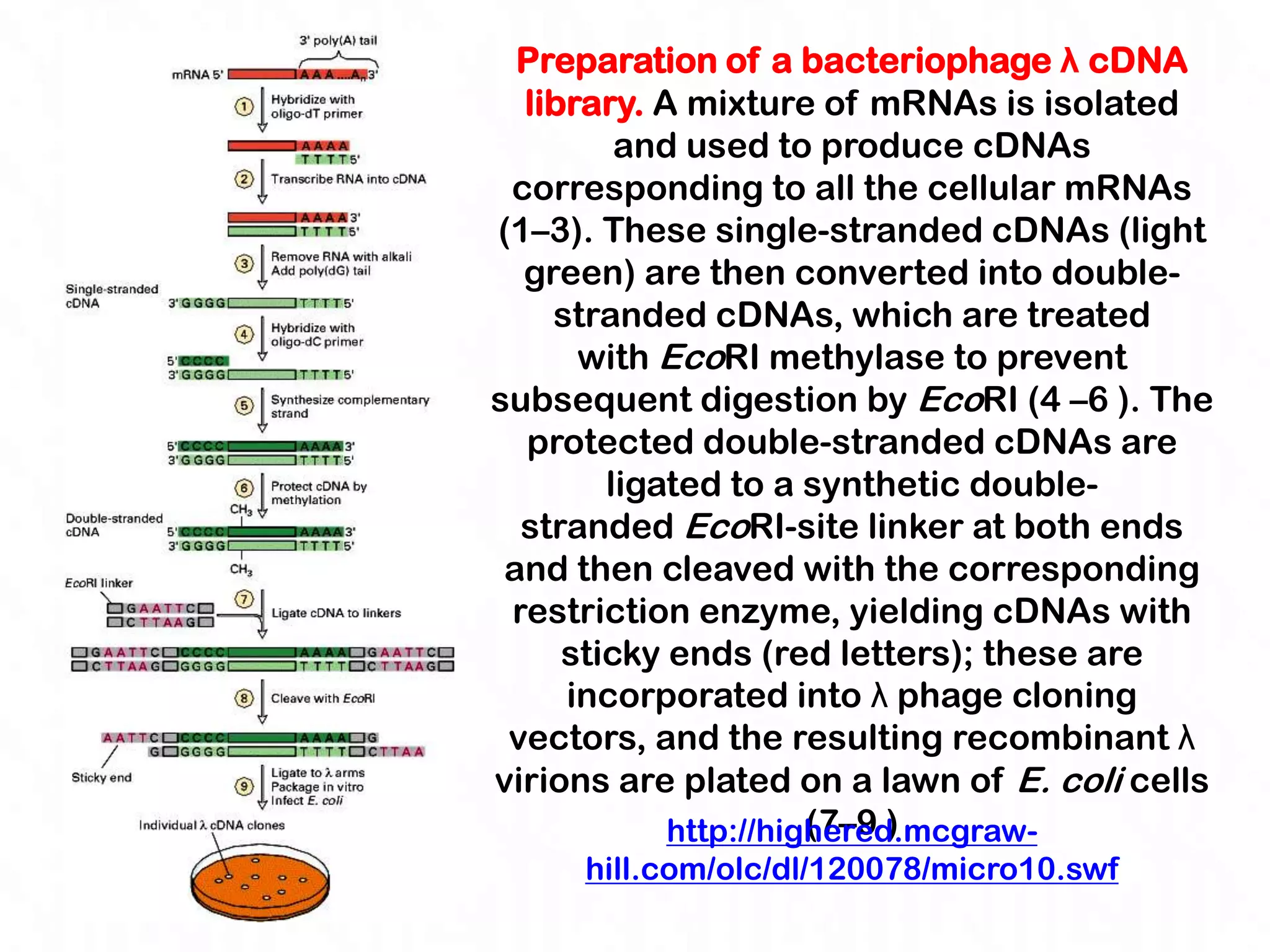 Preparation of a bacteriophage λ cDNA
  library. A mixture of mRNAs is isolated
         and used to produce cDNAs
 corresponding to all the cellular mRNAs
(1–3). These single-stranded cDNAs (light
  green) are then converted into double-
    stranded cDNAs, which are treated
      with EcoRI methylase to prevent
subsequent digestion by EcoRI (4 –6 ). The
  protected double-stranded cDNAs are
        ligated to a synthetic double-
  stranded EcoRI-site linker at both ends
 and then cleaved with the corresponding
 restriction enzyme, yielding cDNAs with
     sticky ends (red letters); these are
     incorporated into λ phage cloning
 vectors, and the resulting recombinant λ
virions are plated on a lawn of E. coli cells
                      (7–9 )
            http://highered.mcgraw-
     hill.com/olc/dl/120078/micro10.swf
 