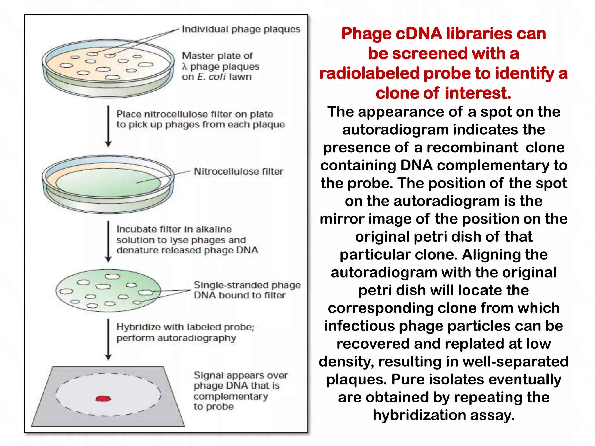 Phage cDNA libraries can
      be screened with a
radiolabeled probe to identify a
       clone of interest.
  The appearance of a spot on the
    autoradiogram indicates the
presence of a recombinant clone
containing DNA complementary to
the probe. The position of the spot
     on the autoradiogram is the
mirror image of the position on the
      original petri dish of that
    particular clone. Aligning the
  autoradiogram with the original
      petri dish will locate the
  corresponding clone from which
 infectious phage particles can be
   recovered and replated at low
density, resulting in well-separated
 plaques. Pure isolates eventually
   are obtained by repeating the
         hybridization assay.
 