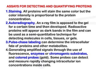 ASSAYS FOR DETECTING AND QUANTIFYING PROTEINS
1.Staining. All proteins will stain the same color but the
  color intensity is proportional to the protein
  concentration.
2.Autoradiography. An x-ray film is apposed to the gel
  for a certain time and then developed. Radioactive
  proteins will appear as dark bands in the film and can
  be used as a semi-quantitative technique for
  detecting molecules in cells, tissues, or gels.
3.Pulse-chase labeling can determine the intracellular
  fate of proteins and other metabolites.
4.Generating amplified signals through the use of
  fluorescence, enzymes or chromogenic substrates,
  and colored probes (gold). Some probes can detect
  and measure rapidly changing intracellular ion
  concentrations inside cells.
 