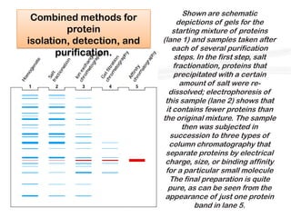 Shown are schematic
 Combined methods for            depictions of gels for the
         protein               starting mixture of proteins
isolation, detection, and   (lane 1) and samples taken after
                               each of several purification
       purification.            steps. In the first step, salt
                                fractionation, proteins that
                                precipitated with a certain
                                  amount of salt were re-
                              dissolved; electrophoresis of
                             this sample (lane 2) shows that
                             it contains fewer proteins than
                            the original mixture. The sample
                                   then was subjected in
                               succession to three types of
                              column chromatography that
                             separate proteins by electrical
                             charge, size, or binding affinity
                             for a particular small molecule
                              The final preparation is quite
                              pure, as can be seen from the
                             appearance of just one protein
                                       band in lane 5.
 