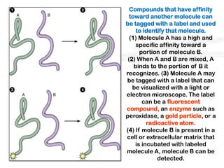 Compounds that have affinity
  toward another molecule can
be tagged with a label and used
     to identify that molecule.
  (1) Molecule A has a high and
     specific affinity toward a
      portion of molecule B.
 (2) When A and B are mixed, A
    binds to the portion of B it
recognizes. (3) Molecule A may
be tagged with a label that can
   be visualized with a light or
electron microscope. The label
       can be a fluorescent
compound, an enzyme such as
peroxidase, a gold particle, or a
         radioactive atom.
(4) If molecule B is present in a
cell or extracellular matrix that
    is incubated with labeled
molecule A, molecule B can be
             detected.
 