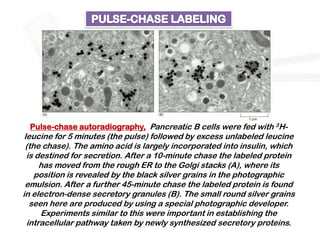 Pulse-chase autoradiography, Pancreatic B cells were fed with 3H-
 leucine for 5 minutes (the pulse) followed by excess unlabeled leucine
 (the chase). The amino acid is largely incorporated into insulin, which
  is destined for secretion. After a 10-minute chase the labeled protein
      has moved from the rough ER to the Golgi stacks (A), where its
    position is revealed by the black silver grains in the photographic
 emulsion. After a further 45-minute chase the labeled protein is found
in electron-dense secretory granules (B). The small round silver grains
   seen here are produced by using a special photographic developer.
      Experiments similar to this were important in establishing the
  intracellular pathway taken by newly synthesized secretory proteins.
 