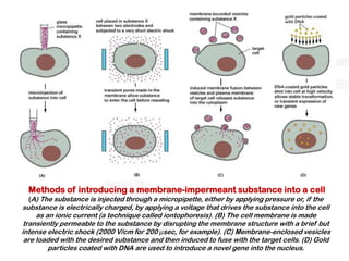 Methods of introducing a membrane-impermeant substance into a cell
  (A) The substance is injected through a micropipette, either by applying pressure or, if the
substance is electrically charged, by applying a voltage that drives the substance into the cell
     as an ionic current (a technique called iontophoresis). (B) The cell membrane is made
 transiently permeable to the substance by disrupting the membrane structure with a brief but
intense electric shock (2000 V/cm for 200 μsec, for example). (C) Membrane-enclosed vesicles
 are loaded with the desired substance and then induced to fuse with the target cells. (D) Gold
         particles coated with DNA are used to introduce a novel gene into the nucleus.
 
