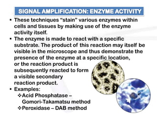  These techniques “stain” various enzymes within
  cells and tissues by making use of the enzyme
  activity itself.
 The enzyme is made to react with a specific
  substrate. The product of this reaction may itself be
  visible in the microscope and thus demonstrate the
  presence of the enzyme at a specific location,
  or the reaction product is
  subsequently reacted to form
  a visible secondary
  reaction product.
 Examples:
   Acid Phosphatase –
      Gomori-Takamatsu method
   Peroxidase – DAB method
 