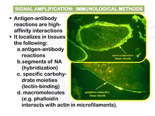  Antigen-antibody
  reactions are high-
  affinity interactions
 It localizes in tissues
  the following:
    a.antigen-antibody
       reactions
    b.segments of NA
       (hybridization)
    c. specific carbohy-
       drate moieties
       (lectin-binding)
    d. macromolecules
       (e.g. phalloidin
       interacts with actin in microfilaments).
 