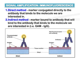 1.Direct method - marker conjugated directly to the
  antibody that binds to the molecule we are
  interested in.
2.Indirect method - marker bound to antibody that will
  bind to the antibody that binds to the molecule we
  are interested in (i.e. GAM - IgG).
 