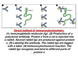 Direct method of immunocytochemistry.
 (1) Immunoglobulin molecule (Ig). (2) Production of a
 polyclonal antibody. Protein x from a rat is injected into
a rabbit. Several rabbit Igs are produced against protein
  x. (3) Labeling the antibody. The rabbit Igs are tagged
   with a label. (4) Immunocytochemical reaction. The
    rabbit Igs recognize and bind to different parts of
                          protein x.
 