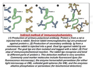 .   Indirect method of immunocytochemistry.
   (1) Production of primary polyclonal antibody. Protein x from a rat is
  injected into a rabbit. Several rabbit immunoglobulins (Ig) are produced
      against protein x. (2) Production of secondary antibody. Ig from a
   nonimmune rabbit is injected into a goat. Goat Igs against rabbit Ig are
produced. The goat Igs are then isolated and tagged with a label. (3) First
 step of immunocytochemical reaction. The rabbit Igs recognize and bind
   to different parts of protein x. This detection method is very sensitive.
       Commonly used marker molecules include fluorescent dyes (for
fluorescence microscopy), the enzyme horseradish peroxidase (for either
light microscopy or EM), colloidal gold spheres (for EM), and the enzymes
       alkaline phosphatase or peroxidase (for biochemical detection).
 