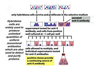 Hybridoma
   cells are
widely used to
   produce
   unlimited
 quantities of
    uniform
 monoclonal
  antibodies
which are also
used to detect
  and purify
   proteins.
 