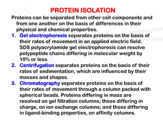 PROTEIN ISOLATION
Proteins can be separated from other cell components and
  from one another on the basis of differences in their
  physical and chemical properties.
1. Gel electrophoresis separates proteins on the basis of
    their rates of movement in an applied electric field.
    SDS polyacrylamide gel electrophoresis can resolve
    polypeptide chains differing in molecular weight by
    10% or less.
2. Centrifugation separates proteins on the basis of their
    rates of sedimentation, which are influenced by their
    masses and shapes.
3. Chromatography separates proteins on the basis of
    their rates of movement through a column packed with
    spherical beads. Proteins differing in mass are
    resolved on gel filtration columns; those differing in
    charge, on ion exchange columns; and those differing
    in ligand-binding properties, on affinity columns.
 