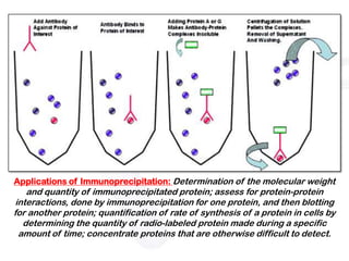 Applications of Immunoprecipitation: Determination of the molecular weight
    and quantity of immunoprecipitated protein; assess for protein-protein
 interactions, done by immunoprecipitation for one protein, and then blotting
for another protein; quantification of rate of synthesis of a protein in cells by
   determining the quantity of radio-labeled protein made during a specific
  amount of time; concentrate proteins that are otherwise difficult to detect.
 