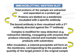 Total proteins of the sample are extracted
              and separated on a protein gel
          Proteins are blotted on a membrane
          incubated with a specific antibody.
  The bound antibody is then visualized with a 2nd
    antibody directed against the 1st antibody
    Complex is modified for easy detection (e.g.
radioactive labeling, conjugating with enzymes that
 produce intensely colored and insoluble reaction
             products with substrates)
After incubation, a colored precipitate will form on
 the membrane, corresponding to the position and
quantity of the target protein in the original sample
 