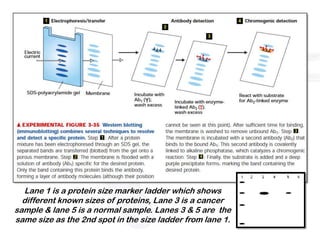 Lane 1 is a protein size marker ladder which shows
  different known sizes of proteins, Lane 3 is a cancer
sample & lane 5 is a normal sample. Lanes 3 & 5 are the
same size as the 2nd spot in the size ladder from lane 1.
 