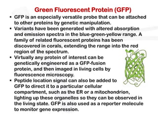 Green Fluorescent Protein (GFP)
 GFP is an especially versatile probe that can be attached
  to other proteins by genetic manipulation.
 Variants have been generated with altered absorption
  and emission spectra in the blue-green-yellow range. A
  family of related fluorescent proteins has been
  discovered in corals, extending the range into the red
  region of the spectrum.
 Virtually any protein of interest can be
  genetically engineered as a GFP-fusion
  protein, and then imaged in living cells by
  fluorescence microscopy.
 Peptide location signal can also be added to
  GFP to direct it to a particular cellular
  compartment, such as the ER or a mitochondrion,
  lighting up these organelles so they can be observed in
  the living state. GFP is also used as a reporter molecule
  to monitor gene expression.
 