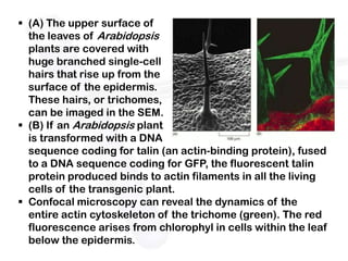  (A) The upper surface of
  the leaves of Arabidopsis
  plants are covered with
  huge branched single-cell
  hairs that rise up from the
  surface of the epidermis.
  These hairs, or trichomes,
  can be imaged in the SEM.
 (B) If an Arabidopsis plant
  is transformed with a DNA
  sequence coding for talin (an actin-binding protein), fused
  to a DNA sequence coding for GFP, the fluorescent talin
  protein produced binds to actin filaments in all the living
  cells of the transgenic plant.
 Confocal microscopy can reveal the dynamics of the
  entire actin cytoskeleton of the trichome (green). The red
  fluorescence arises from chlorophyl in cells within the leaf
  below the epidermis.
 