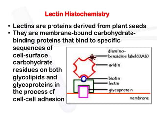 Lectin Histochemistry
• Lectins are proteins derived from plant seeds
• They are membrane-bound carbohydrate-
  binding proteins that bind to specific
  sequences of
  cell-surface
  carbohydrate
  residues on both
  glycolipids and
  glycoproteins in
  the process of
  cell-cell adhesion
 