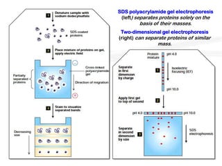 SDS polyacrylamide gel electrophoresis
 (left) separates proteins solely on the
         basis of their masses.
 Two-dimensional gel electrophoresis
(right) can separate proteins of similar
                mass.
 