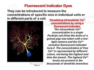 Fluorescent Indicator Dyes
They can be introduced to measure the
concentrations of specific ions in individual cells or
in different parts of a cell. Visualizing intracellular Ca2+
                                 concentrations by using a
                                   fluorescent indicator.
                                      The intracellular Ca2+
                                   concentration in a single
                               Purkinje cell (from the brain of a
                              guinea pig) was taken with a low-
                                  light camera and the Ca2+-
                                sensitive fluorescent indicator
                              fura-2. The concentration of free
                               Ca2+ is represented by different
                              colors, red being the highest and
                              blue the lowest. The highest Ca2+
                                    levels are present in the
                              thousands of dendritic branches.
 