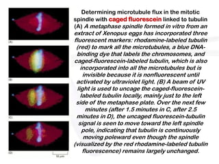 Determining microtubule flux in the mitotic
spindle with caged fluorescein linked to tubulin
(A) A metaphase spindle formed in vitro from an
extract of Xenopus eggs has incorporated three
fluorescent markers: rhodamine-labeled tubulin
 (red) to mark all the microtubules, a blue DNA-
 binding dye that labels the chromosomes, and
caged-fluorescein-labeled tubulin, which is also
    incorporated into all the microtubules but is
     invisible because it is nonfluorescent until
 activated by ultraviolet light. (B) A beam of UV
  light is used to uncage the caged-fluorescein-
    labeled tubulin locally, mainly just to the left
 side of the metaphase plate. Over the next few
       minutes (after 1.5 minutes in C, after 2.5
 minutes in D), the uncaged fluorescein-tubulin
   signal is seen to move toward the left spindle
     pole, indicating that tubulin is continuously
     moving poleward even though the spindle
(visualized by the red rhodamine-labeled tubulin
     fluorescence) remains largely unchanged.
 