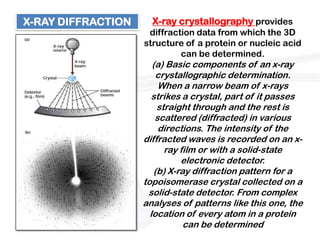 X-RAY DIFFRACTION     X-ray crystallography provides
                     diffraction data from which the 3D
                    structure of a protein or nucleic acid
                             can be determined.
                       (a) Basic components of an x-ray
                         crystallographic determination.
                         When a narrow beam of x-rays
                       strikes a crystal, part of it passes
                         straight through and the rest is
                        scattered (diffracted) in various
                         directions. The intensity of the
                    diffracted waves is recorded on an x-
                           ray film or with a solid-state
                               electronic detector.
                        (b) X-ray diffraction pattern for a
                    topoisomerase crystal collected on a
                     solid-state detector. From complex
                    analyses of patterns like this one, the
                      location of every atom in a protein
                                can be determined
 