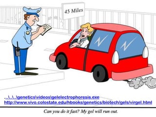 .......geneticsvideosgelelectrophoresis.exe
http://www.vivo.colostate.edu/hbooks/genetics/biotech/gels/virgel.html
 