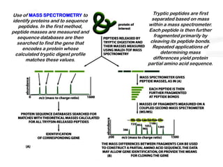 Use of MASS SPECTROMETRY to            Tryptic peptides are first
identify proteins and to sequence     separated based on mass
  peptides. In the first method,     within a mass spectrometer.
peptide masses are measured and      Each peptide is then further
  sequence databases are then          fragmented primarily by
  searched to find the gene that      cleaving its peptide bonds.
    encodes a protein whose            Repeated applications of
 calculated tryptic digest profile         determining mass
      matches these values.            differences yield protein
                                     partial amino acid sequence.
 