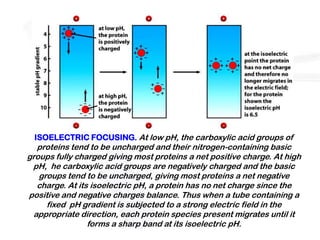 ISOELECTRIC FOCUSING. At low pH, the carboxylic acid groups of
  proteins tend to be uncharged and their nitrogen-containing basic
groups fully charged giving most proteins a net positive charge. At high
 pH, he carboxylic acid groups are negatively charged and the basic
   groups tend to be uncharged, giving most proteins a net negative
  charge. At its isoelectric pH, a protein has no net charge since the
positive and negative charges balance. Thus when a tube containing a
     fixed pH gradient is subjected to a strong electric field in the
 appropriate direction, each protein species present migrates until it
                forms a sharp band at its isoelectric pH.
 