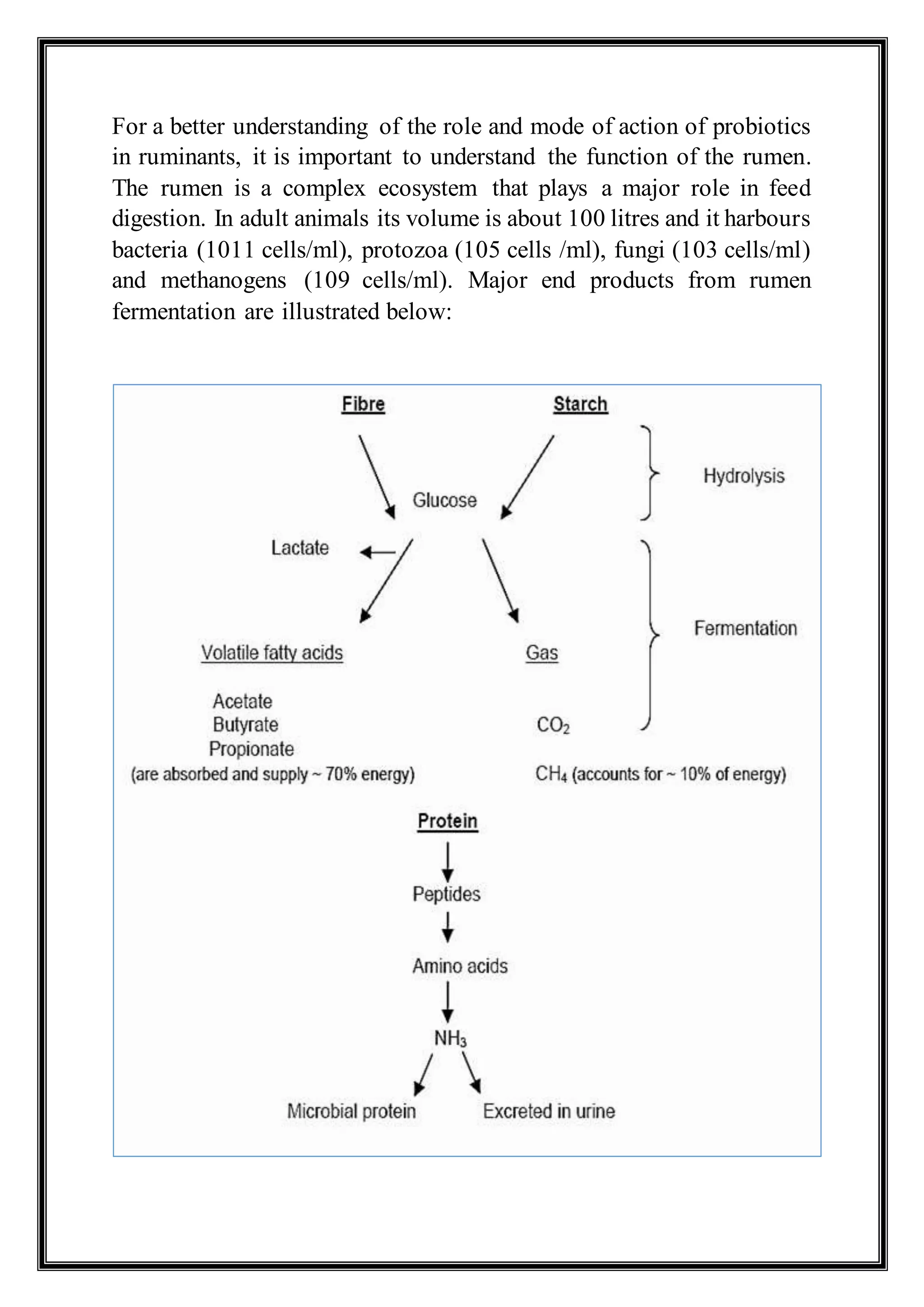For a better understanding of the role and mode of action of probiotics
in ruminants, it is important to understand the function of the rumen.
The rumen is a complex ecosystem that plays a major role in feed
digestion. In adult animals its volume is about 100 litres and it harbours
bacteria (1011 cells/ml), protozoa (105 cells /ml), fungi (103 cells/ml)
and methanogens (109 cells/ml). Major end products from rumen
fermentation are illustrated below:
 