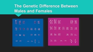 The Genetic Difference Between
Males and Females
 