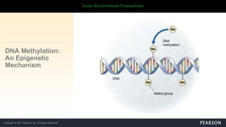 Copyright © 2017 Pearson, Inc. All Rights Reserved
Gene–Environment Transactions
DNA Methylation:
An Epigenetic
Mechanism
 