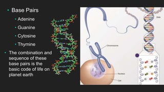 • Base Pairs
• Adenine
• Guanine
• Cytosine
• Thymine
• The combination and
sequence of these
base pairs is the
basic code of life on
planet earth
 