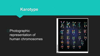 Karotype
Photographic
representation of
human chromosomes
 