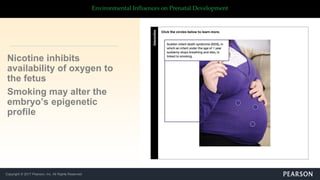 Copyright © 2017 Pearson, Inc. All Rights Reserved
Environmental Influences on Prenatal Development
Nicotine inhibits
availability of oxygen to
the fetus
Smoking may alter the
embryo’s epigenetic
profile
 