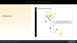 Copyright © 2017 Pearson, Inc. All Rights Reserved
Physical Growth and Brain Development
A Neuron
 