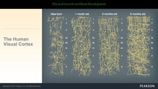 Copyright © 2017 Pearson, Inc. All Rights Reserved
Physical Growth and Brain Development
The Human
Visual Cortex
 