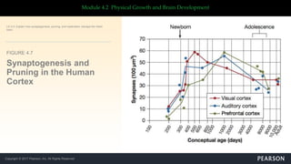 Copyright © 2017 Pearson, Inc. All Rights Reserved
Module 4.2 Physical Growth and Brain Development
FIGURE 4.7
Synaptogenesis and
Pruning in the Human
Cortex
LO 4.5: Explain how synaptogenesis, pruning, and myelination reshape the infant
brain.
 
