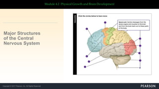 Copyright © 2017 Pearson, Inc. All Rights Reserved
Module 4.2 Physical Growth and Brain Development
Major Structures
of the Central
Nervous System
 