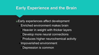 Early Experience and the Brain
⦿Early experiences affect development
●Enriched environment makes brain
●Heavier in weight with thicker layers
●Develop more neural connections
●Produces higher neurochemical activity
●Impoverished environment
●Depression is common
 