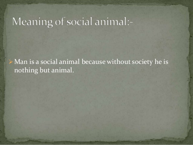 The Social Animal (Brooks book) - Wikipedia