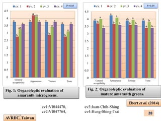 0
0.5
1
1.5
2
2.5
3
3.5
4
4.5
cv. 1 cv. 2 cv. 3 cv. 4
0
0.5
1
1.5
2
2.5
3
3.5
4
4.5
General
acceptibility
Appearance Texture Taste
cv. 1 cv. 2 cv. 3 cv. 4 P>0.05
Appearance Texture Taste
General
acceptability
Fig. 1: Organoleptic evaluation of
amaranth microgreens.
P>0.05
Ebert et al. (2014)
AVRDC, Taiwan
a
ab
a
b
a ab
a
b b a
a
a
b b
a
a
a
a
b
b
a
b
a
b
ab
b
a
b
a
a b
b
Fig. 2: Organoleptic evaluation of
mature amaranth greens.
28
14/5/2018
cv1:VI044470,
cv2:VI047764,
cv3:Juan-Chih-Shing
cv4:Hung-Shing-Tsai
 