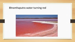 Bhramhaputra water turning red
 