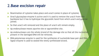 2.Base excision repair
 Deamination of cytosine takes place and uracil comes in place of cytosine.
 Uracil glycosylase enzyme is active and it is used to remove the uracil from DNA
backbone but it has to hydrolyse the glycosidic bond from which uracil and guanine
joined.
 So that uracil will removed and the place of uracil will remain empty.
 Ap endonuclease means apurine site or apyramidine site.
 Ap endonuclease cuts the whole strand of the damage site so that all the nucleotide
present in the damaged DNA will be removed.
 DNA polymerase enzyme is used for the synthesize of nucleotide base pair and DNA
ligase enzyme is used to sealed the newly synthesized strand.
11
 