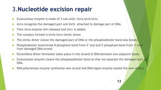 3.Nucleotide excision repair
 Exonuclease enzyme is made of 3 sub units- Uvra,Uvrb,Uvrc.
 Uvra recognize the damaged part and Uvrb attached to damage part of DNA.
 Then Uvra enzyme will released and Uvrc is added.
 The complex formed is Uvrb+Uvrc=Uvrbc dimer.
 The Uvrbc dimer cleave the damaged part of DNA or the phosphodiester bond also break.
 Phosphodiester bond break 8 phosphate bond from 5’ end and 5 phosphate bond from 3’ end
from damaged DNA strand.
 Pyramidine dimer formation takes place in the strand of DNA between two adjacent bases.
 Exonuclease enzyme cleave the phosphpodiester bond so that we separate the damaged part of
DNA.
 DNA polymerase enzyme synthesize new strand and DNA ligase enzyme sealed the new strand.
13
 