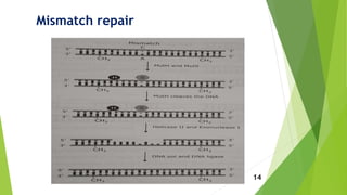 Mismatch repair
14
 