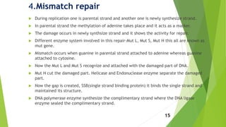 4.Mismatch repair
 During replication one is parental strand and another one is newly synthesize strand.
 In parental strand the methylation of adenine takes place and it acts as a marker.
 The damage occurs in newly synthsize strand and it shows the activity for repair.
 Different enzyme system involved in this repair-Mut L, Mut S, Mut H this all are known as
mut gene.
 Mismatch occurs when guanine in parental strand attached to adenine whereas guanine
attached to cytosine.
 Now the Mut L and Mut S recognize and attached with the damaged part of DNA.
 Mut H cut the damaged part. Helicase and Endonuclease enzyme separate the damaged
part.
 Now the gap is created, SSB(single strand binding protein) it binds the single strand and
maintained its structure.
 DNA polymerase enzyme synthesize the complimentary strand where the DNA ligase
enzyme sealed the complimentary strand.
15
 