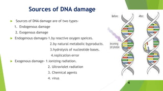 Sources of DNA damage
 Sources of DNA damage are of two types-
1. Endogenous damage
2. Exogenous damage
 Endogenous damages-1.by reactive oxygen speices.
2.by natural metabolic byproducts.
3.hydrolysis of nucleotide bases.
4.replication error
 Exogenous damage- 1.ionizing radiation.
2. Ultraviolet radiation
3. Chemical agents
4. virus
4
 