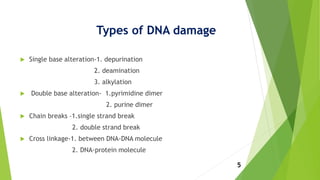 Types of DNA damage
 Single base alteration-1. depurination
2. deamination
3. alkylation
 Double base alteration- 1.pyrimidine dimer
2. purine dimer
 Chain breaks –1.single strand break
2. double strand break
 Cross linkage-1. between DNA-DNA molecule
2. DNA-protein molecule
5
 