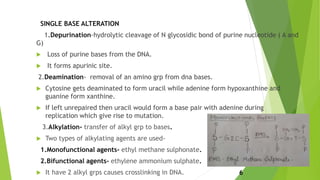 SINGLE BASE ALTERATION
1.Depurination-hydrolytic cleavage of N glycosidic bond of purine nucleotide ( A and
G)
 Loss of purine bases from the DNA.
 It forms apurinic site.
2.Deamination- removal of an amino grp from dna bases.
 Cytosine gets deaminated to form uracil while adenine form hypoxanthine and
guanine form xanthine.
 If left unrepaired then uracil would form a base pair with adenine during
replication which give rise to mutation.
3.Alkylation- transfer of alkyl grp to bases.
 Two types of alkylating agents are used-
1.Monofunctional agents- ethyl methane sulphonate.
2.Bifunctional agents- ethylene ammonium sulphate.
 It have 2 alkyl grps causes crosslinking in DNA. 6
 