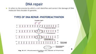 DNA repair
 It refers to the process by which a cell identifies and correct the damage of DNA
molecule that encodes its genome.
TYPES OF DNA REPAIR -PHOTOREACTIVATION
8
 